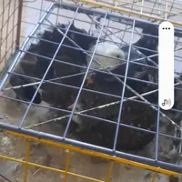 مرغ گلین لری نژاد دار با 7جوجه اصیل