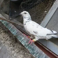 جفت۲۵۰