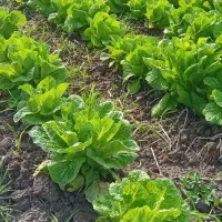 کاهودرجه یک|خوردنی و آشامیدنی|خان ببین, |دیوار