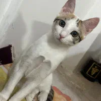 واگذاری گربه