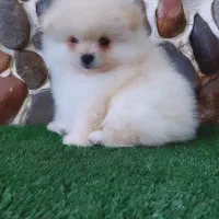 سگ آپارتمانی پامرانین|سگ|مراغه, |دیوار