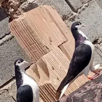 جفت ساده نروماد واکسی به شرت همه چی قیمت ۱۵۰۰