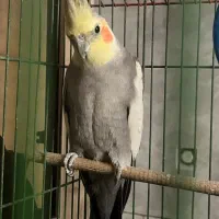 عروس هلندی|پرنده|سمنان, |دیوار