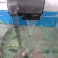 ماهی گوشتخوار ولجنخوار وتمام وسایل|ماهی|زنجان, |دیوار