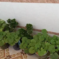 گل شمعدانی