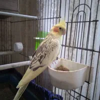 یک جفت عروس هلندی