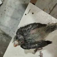 جوجه عروس هلندی سرلاکی