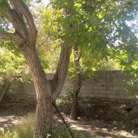 باغ دراسکو انشعاب دار|فروش خانه و ویلا|اسکو, |دیوار