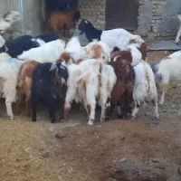 گوسفند میش بره قوچ بز|حیوانات مزرعه|قلندر آباد, |دیوار