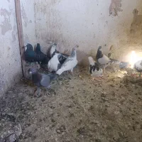 کبوترنوبازی|پرنده|مشهد, نیزه|دیوار