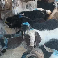 کهره نر