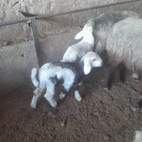 فروش ۹۵ راس میش یا گوسفندترکی