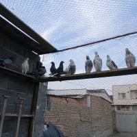 فروش تعدادی کبوتر  تماس تلفنی فقط در طول روز