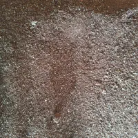 سلامت و رشد دام سبک و سنگین//خوراک دام و طیور