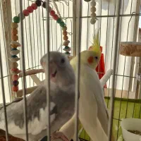 یک جفت عروس هلندی|پرنده|ری, دولتآباد|دیوار