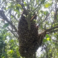 فروش زنبور عسل کارنیکا و ایرانی