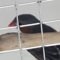 سه عدد فنچ فوری بفروش می‌رسد