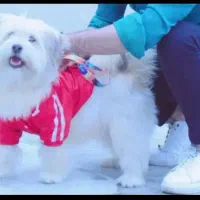 شیتزو ماده بازیگوش