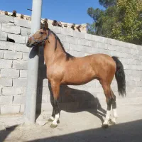 کره مادیان درهشور 2سال و نیم