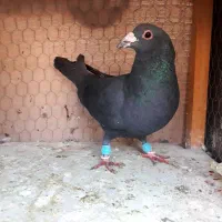 زاغ کرمانی،سار سبز