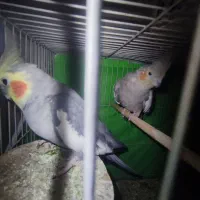 عروس هلندی نر ماده