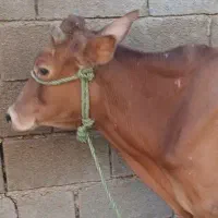 گاو وگوساله ماده جرسی اصل
