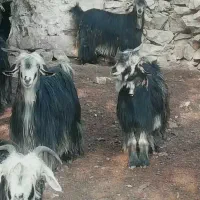 معاوضه بزگلچین با بره ومیش