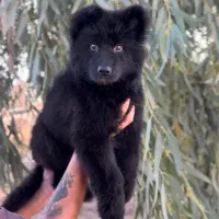 ژرمن بلک،گلدن رتریور