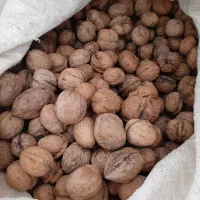 گردوی خشک اشکورات