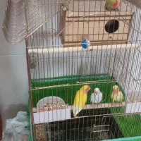 طوطی برزیلی مولد