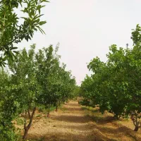 فروش باغ 2000متری