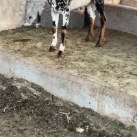 خاص و وارداتی|حیوانات مزرعه|ملایر, |دیوار