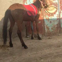 اسب فروشی فوری