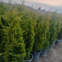 لاوسون|گل و گیاه طبیعی|تهران, مشیریه|دیوار