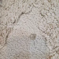 فرش تدی|فرش|هشتگرد, فاز ۷ مهستان|دیوار