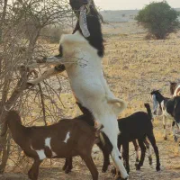 پازن پاکستانی