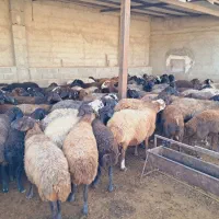 میش جوان آبستن سیاه کبود وافشاری