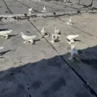 لوطی بالا اویناخ