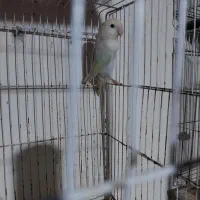 کوتوله برزیلی نر کارداده