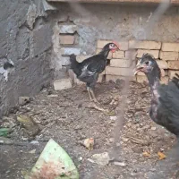 خروس محلی جوان