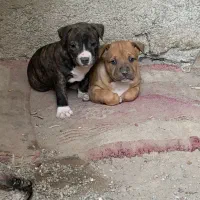 سگ پیتبول|سگ|رباطکریم, رباطکریم|دیوار