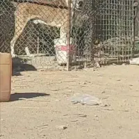 دو قلاده سگ نگهبان عالی هر دو نر|سگ|چهارباغ, |دیوار