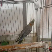 عروس هلندی. جفت|پرنده|رباطکریم, رباطکریم|دیوار