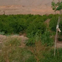 باغ-انار