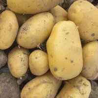 فروش سیب زمینی جلگه رخ در مشهد