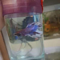 یک جفت فایتر عالی