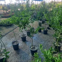 نهال لیمو چهار فصل|خدمات باغبانی و درختکاری|کیش, |دیوار