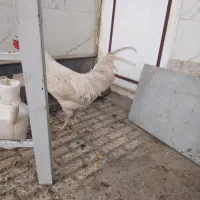 مرغ وخروس|حیوانات مزرعه|مرند, |دیوار