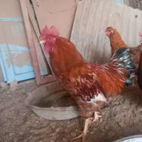 خروس|حیوانات مزرعه|زیرکوه, |دیوار