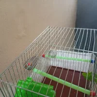 فنچ|پرنده|بندرعباس, |دیوار